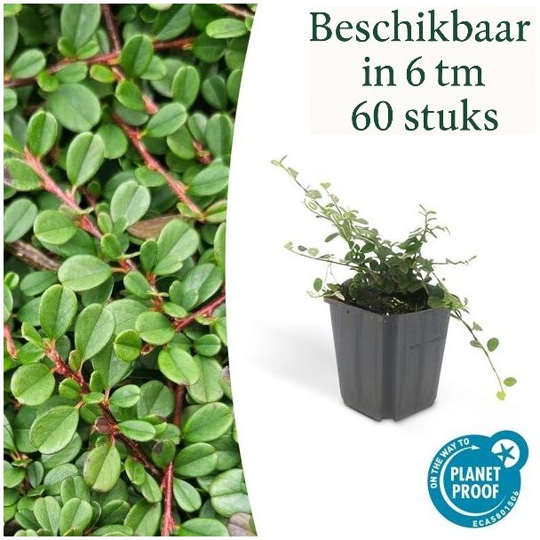 6 tot 60 Stuk Dwergmispels / Cotoneaster pro 'Streibs Findling', Veelzijdige Bodembedekker - ↕10-25cm - Ø9cm
