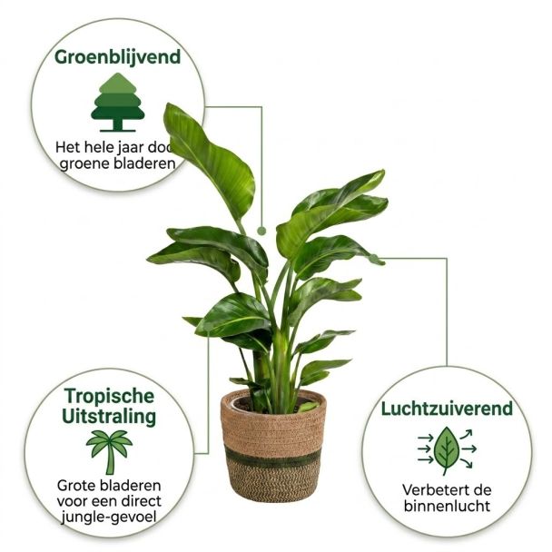 Paradijsvogelplant in mand voordelen