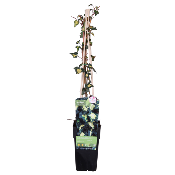 Hedera helix 'Goldheart' – Bonte klimop met goudgele bladeren | 1 of 4 stuks