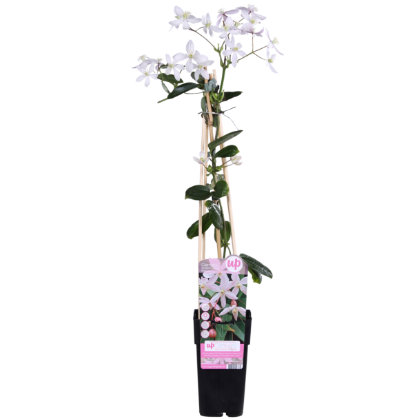 2 stuks Clematis armandii Apple Blossom - Groenblijvende klimplant met Lichtroze bloemen