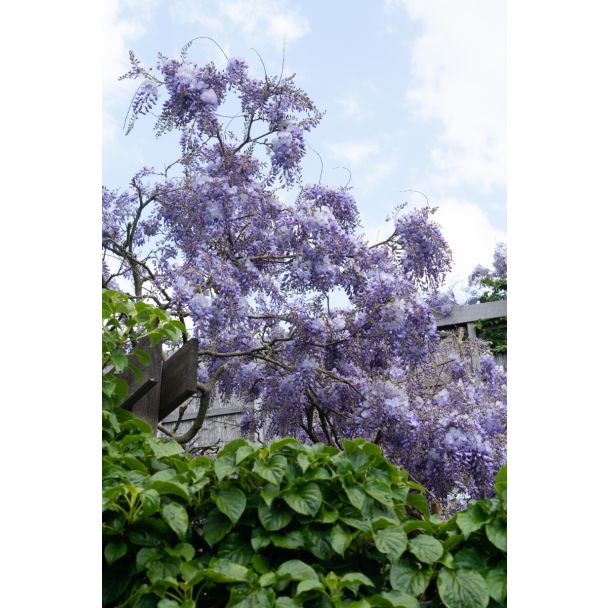 Krachtige klimplant met frisgroen blad en bloemen