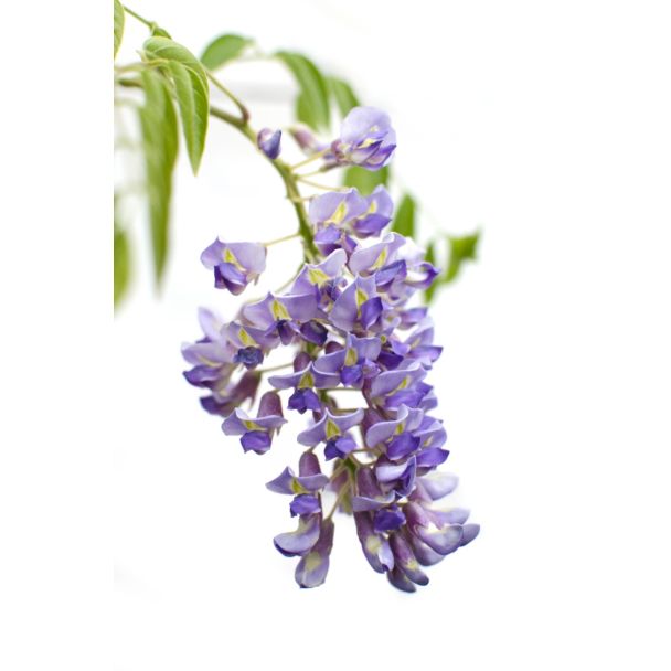 Lavendelblauwe bloemtrossen hangend aan lange ranken