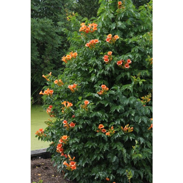 Klimmende Campsis Indian Summer tegen een muur of pergola