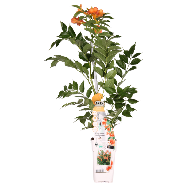 Campsis 'Indian Summer' – Trompetplant met oranje bloemen in pot Ø15cm