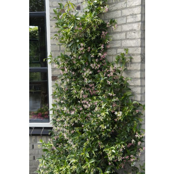 Wintergroene klimplant met geurige bloemen – Trachelospermum