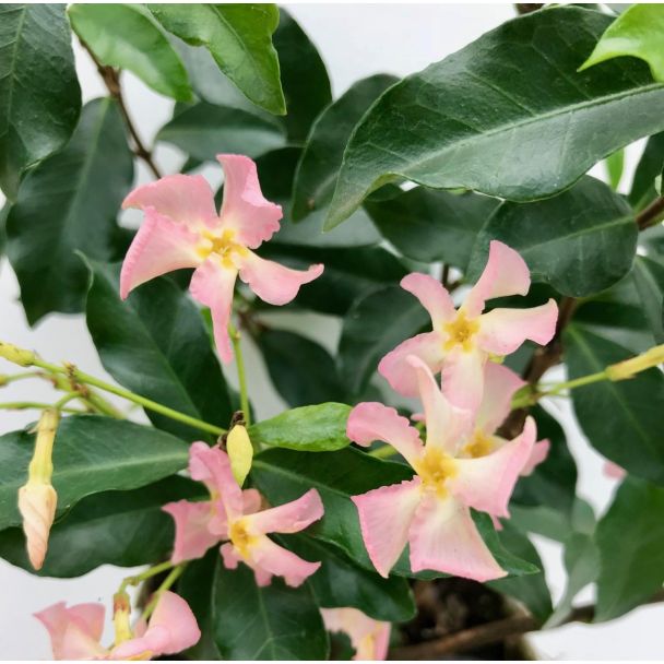 Zachtroze bloemen van de sterjasmijn Star of Ibiza
