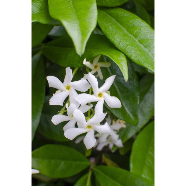 Trachelospermum Star of Venice witte bloemen close-up