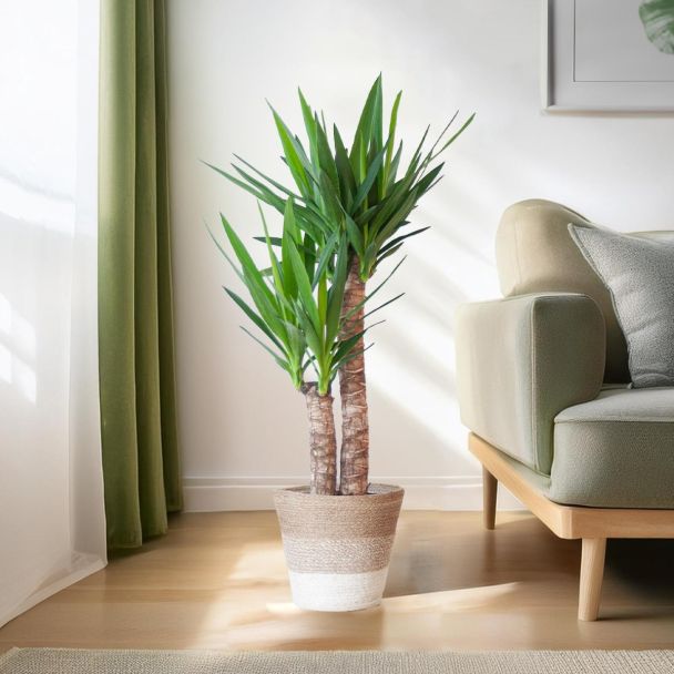 Yucca Elephantipes Palmlelie met mand
