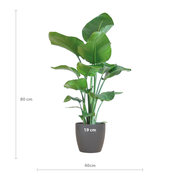 afmetingen Strelitzia nicolai