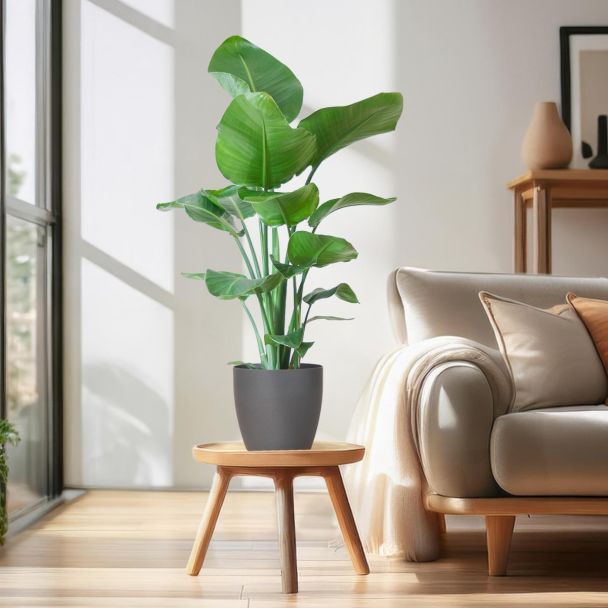 Strelitzia nicolai als tropische blikvanger in woonkamer