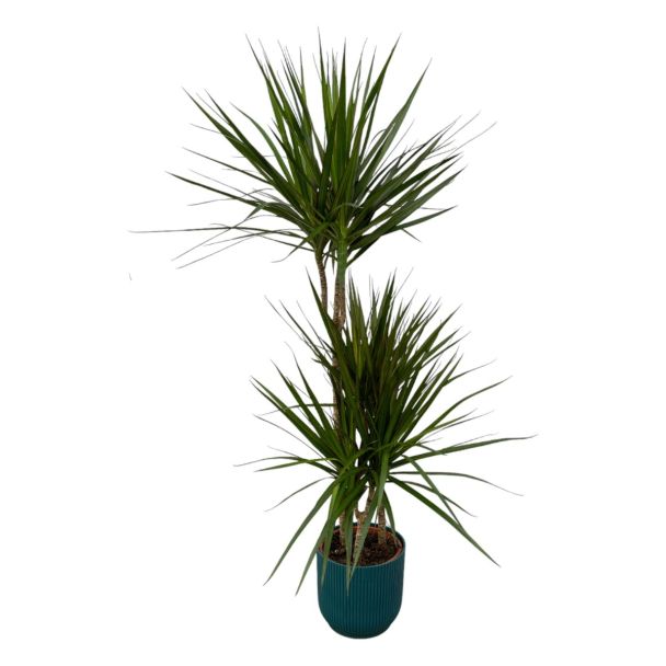Dracaena Marginata ↨120cm - Ø21cm inclusief elho pot (keuze)