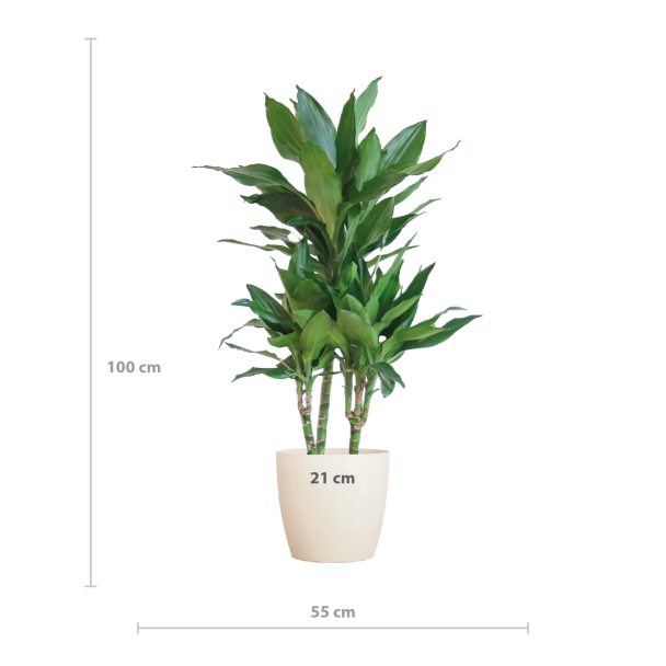 afmeting Dracaena Janet Lind