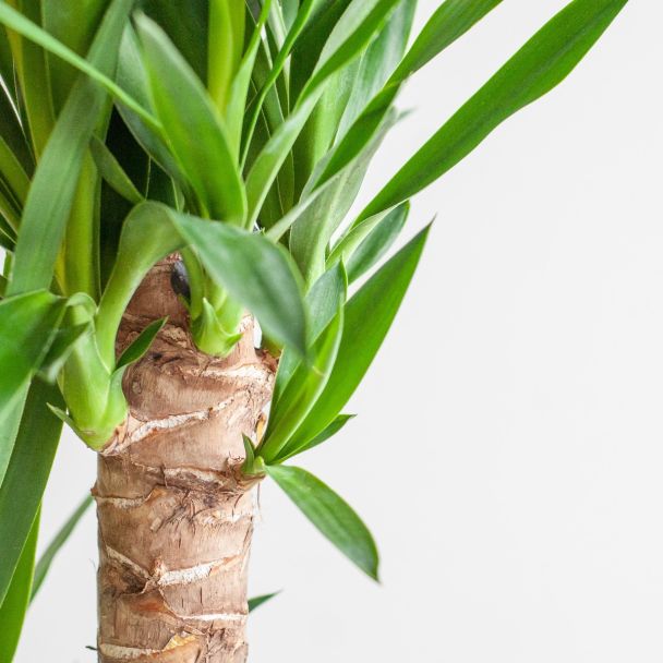 detail Dracaena Janet Lind