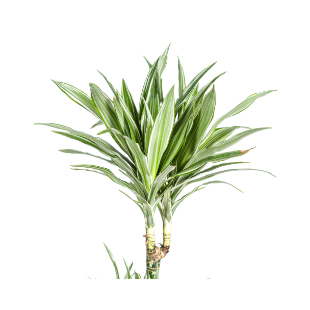 top Dracaena White Stripe kamerplant als stijlvolle interieurdecoratie