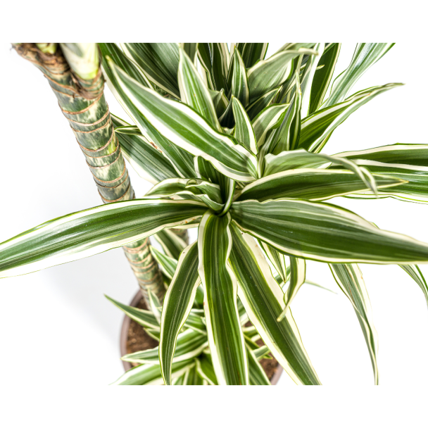 Donkergroene bladeren van Dracaena White Stripe met glanzende witte rand