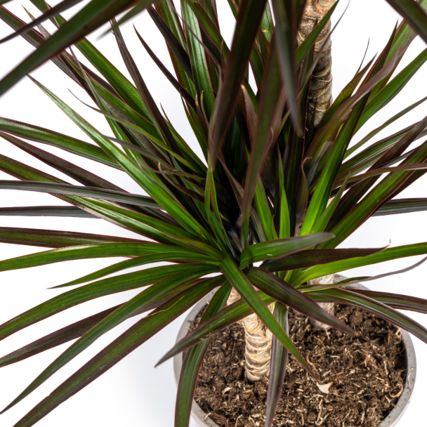 bovenkant Dracaena Magenta met magenta rand