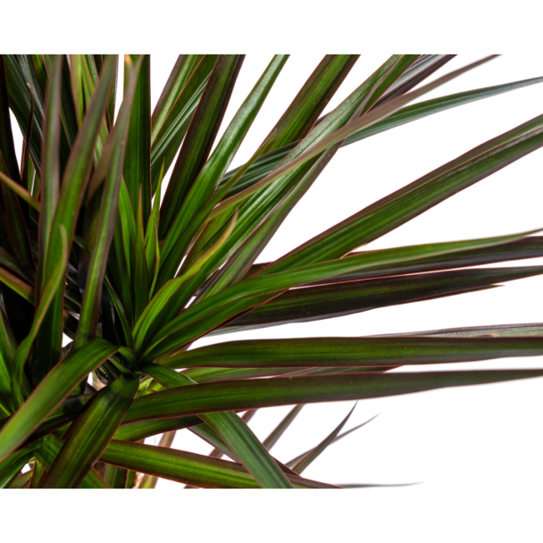 Diep groene bladeren van Dracaena Magenta met magenta rand