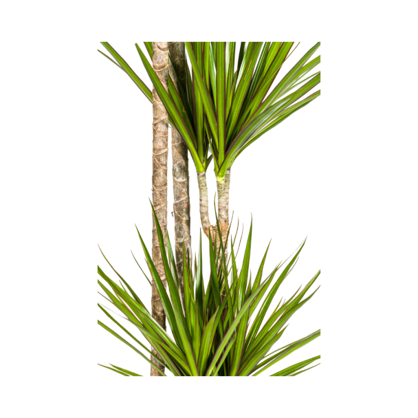 Dracaena Marginata Green als stijlvolle kamerplant in modern interieur