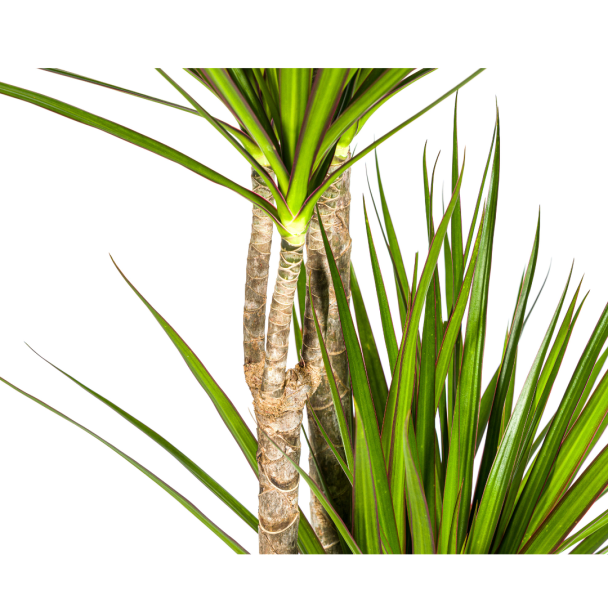 Lange donkergroene bladeren van Dracaena Marginata Green