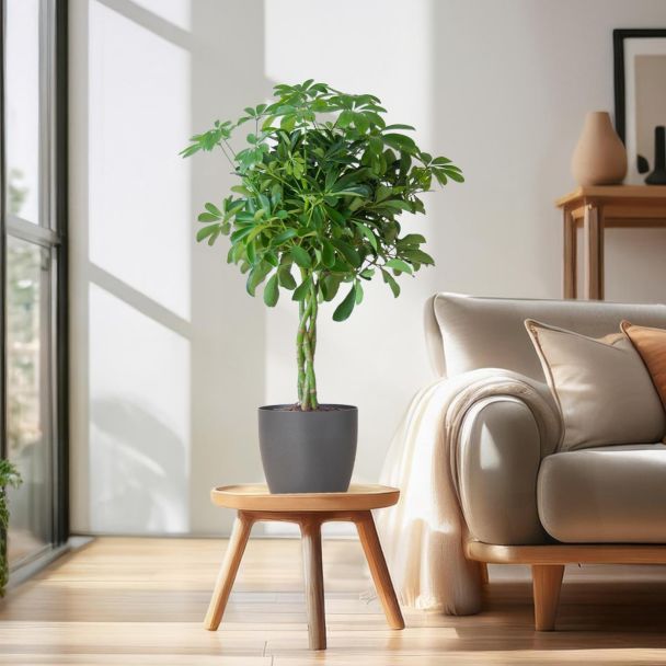 Schefflera Nora in duurzame Viber pot grijs