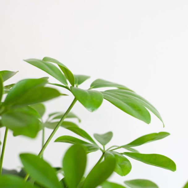 Schefflera Nora glanzend blad