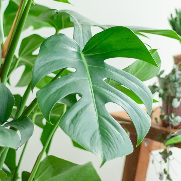 bladeren van demonstera deliciosa Ø24 - 120cm hoge gatenplant