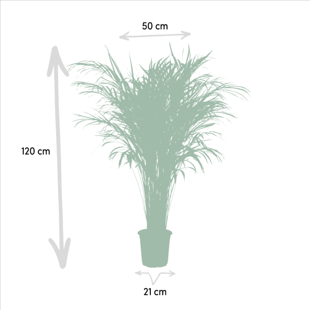 afmeting Goudpalm Areca 
