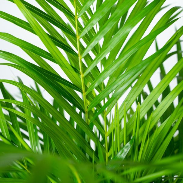 close-up bladeren Goudpalm Areca 