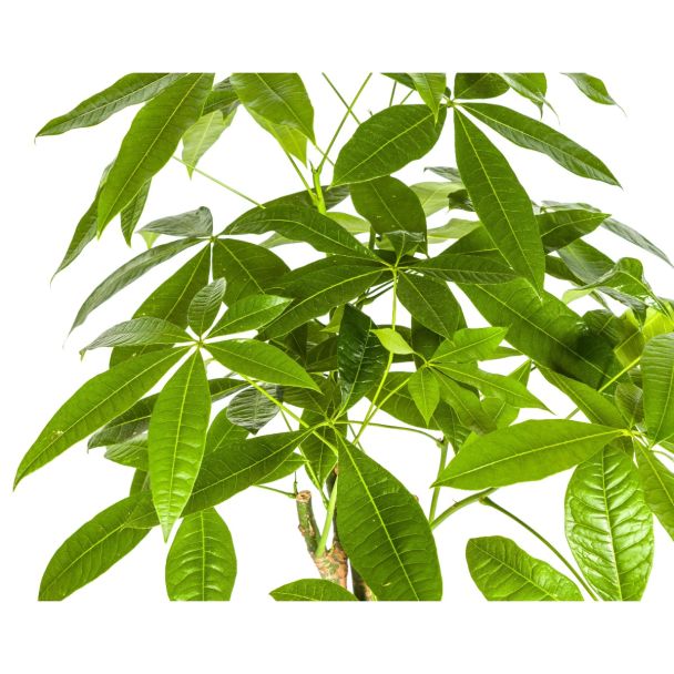 pachira-aquatica-geldboom-kamerplant