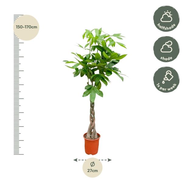 pachira-aquatica-geldboom-met-gevlochten-stam-150cm