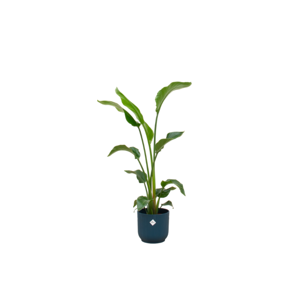 strelitzia nicolai 100cm witte paradijsvogelplant in blauwe pot