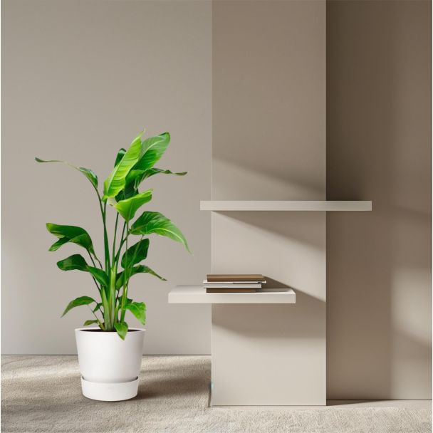 strelitzia nicolai 100cm witte paradijsvogelplant