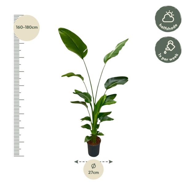 hoogte strelitzia nicolai witte paradijsvogelplant 170cm