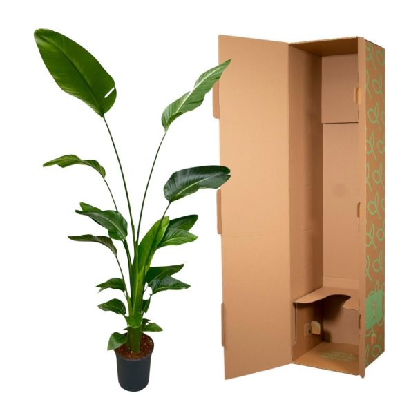 strelitzia nicolai witte paradijsvogelplant 170cm in verpakking