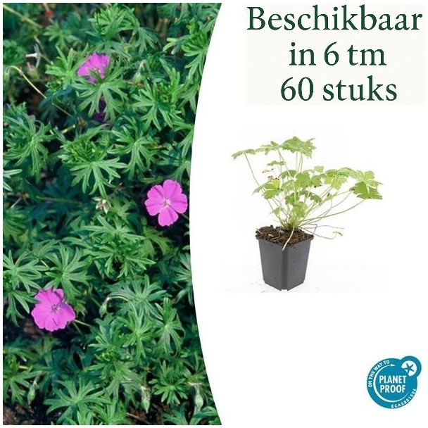 6 tot 60 Stuks Ooievaarsbek / Geranium  'Tiny Monster', Rose bloemen met donkere aderen- ↕10-25cm - Ø9cm