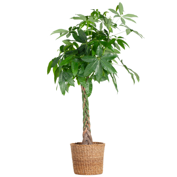 Geldboom, Pachira Aquatica XL met Torun Mand, Ø30  - 140cm Hoog