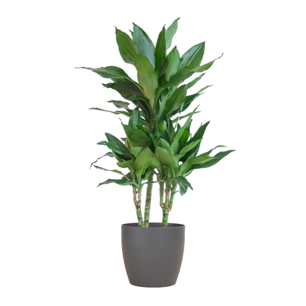 Dracaena Janet Lind met Viber grijze pot