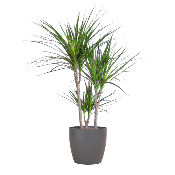 Dracaena Marginata met Viber pot grijs - 95cm - Ø21