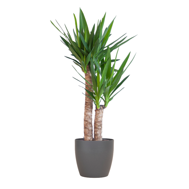 Duurzame Yucca Elephantipes 90 cm in grijze biopot Viber