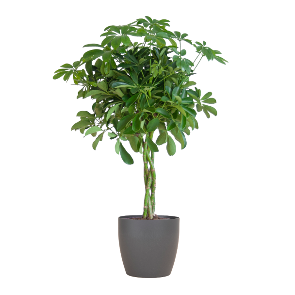 Schefflera Arboricola Nora kamerplant met handvormige bladeren