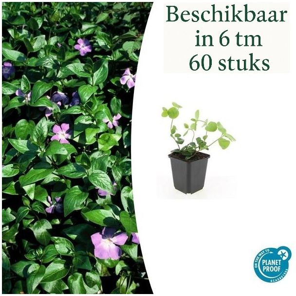 6 tot 60 stuks Grote  Maagdenpalm / Vinca major, Sierlijk Groen Blad, Paars Bloemen  - ↕10-25cm - Ø9cm