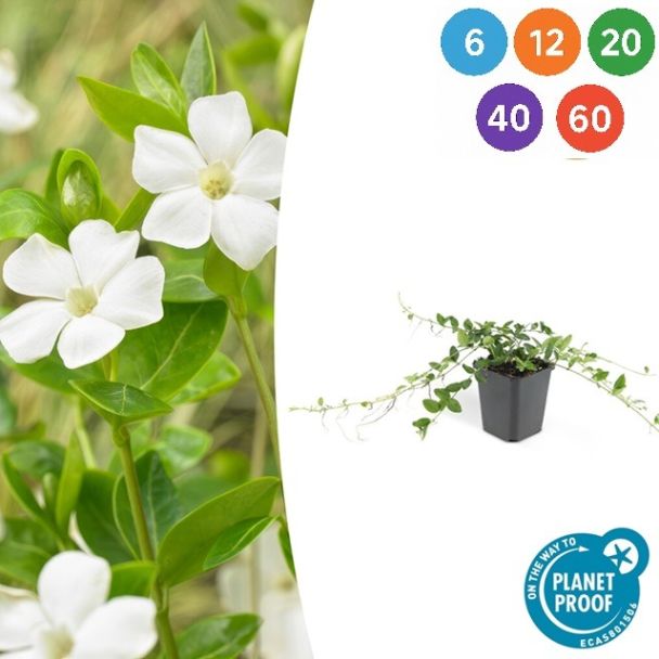 60 Stuks Maagdenpalm / Vinca minor Alba, Stervormige Witte Bloemen, Wintergroen,   - ↕10-25cm - Ø9cm