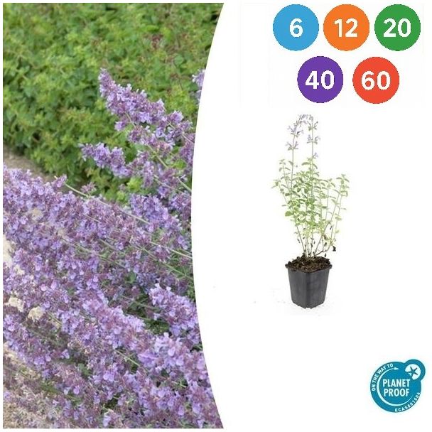 6 tot 60 Stuks Nepeta 'Walker's Low' (Kattenkruid) – geurige vaste plant voor bijen, vlinders en katten
