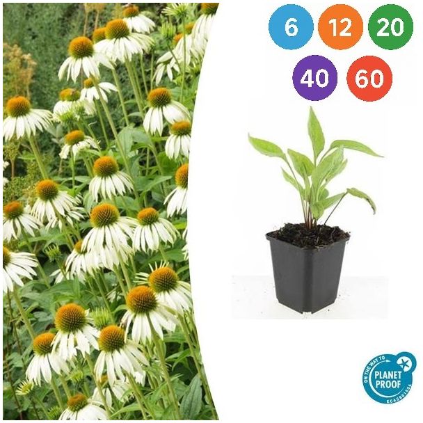 Echinacea purpurea 'White Swan' – Stralende witte zonnehoed voor pracht in de border (sets van 6, 12, 20, 40, 60)