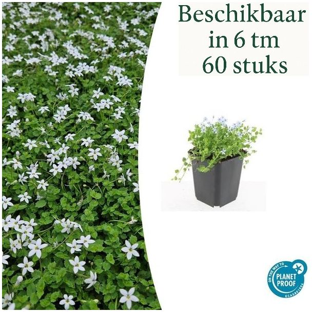 6 tot 60 Stuks Witte Sterrenkruid, Bodembedekker, Isotoma Fluviatilis  Alba - ↕10-25cm - Ø9cm