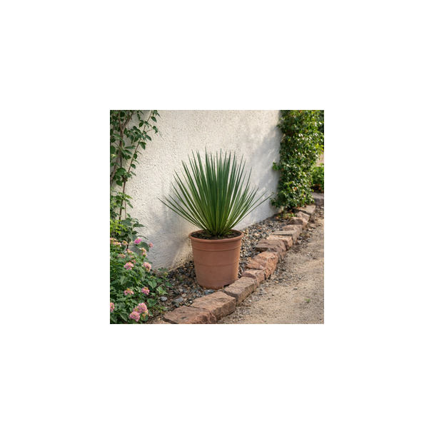 Yucca in tuin