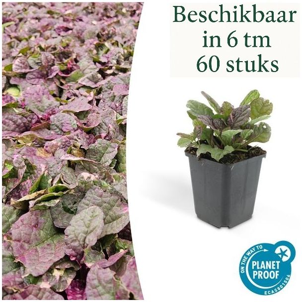 6 tot 60 x kruipend zenegroen Burgundy Glow - Ajuga reptans - ↕10-25cm - Ø9cm - ideale bodembedekker