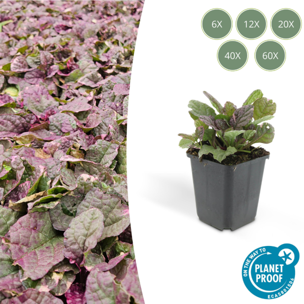 6 tot 60 x kruipend zenegroen Burgundy Glow - Ajuga reptans - ↕10-25cm - Ø9cm - ideale bodembedekker