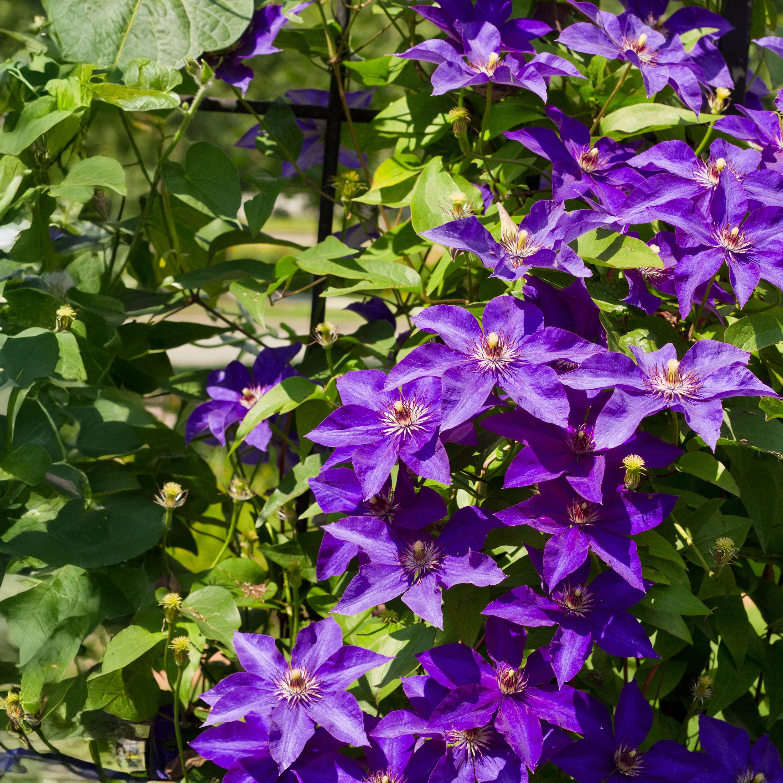 De Clematis  De koningin onder de klimplanten
