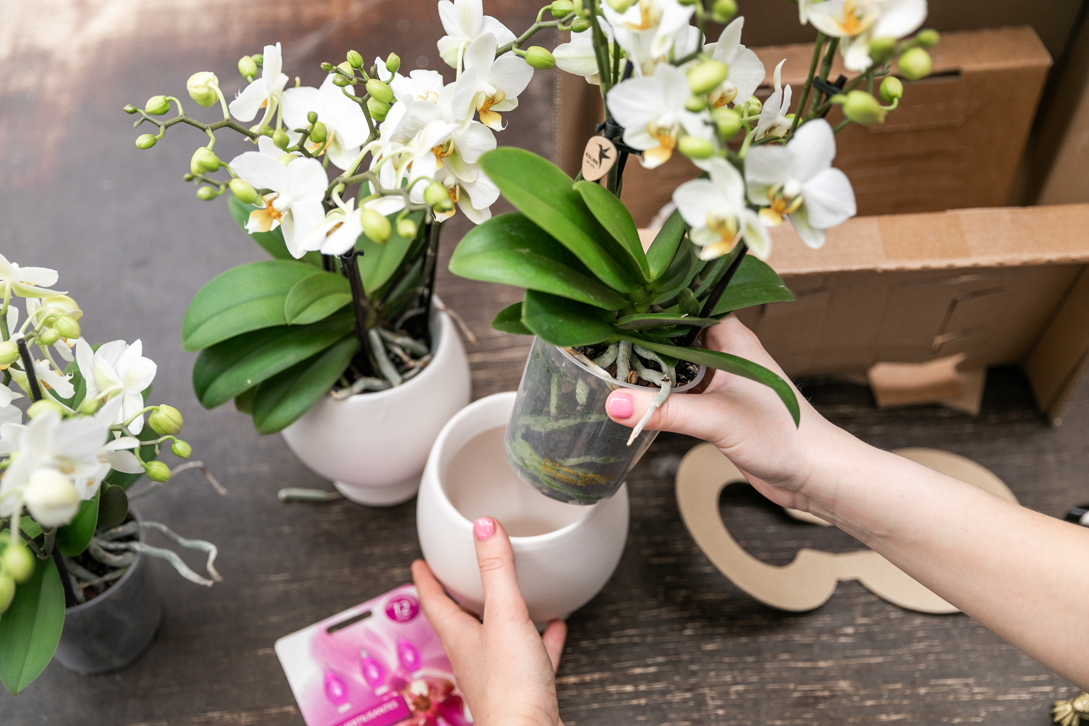 "Hoe en Wanneer Geef Je een Orchidee Water?"  **